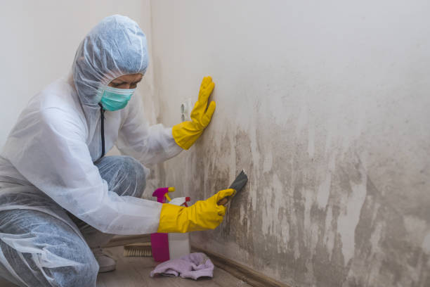 Office Mold Removal Services in Biscoe, NC