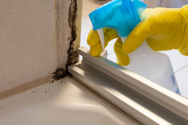 Best Water Damage Restoration  in Biscoe, NC