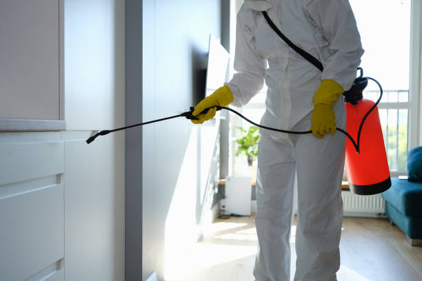 Mold Removal Process in Biscoe, NC