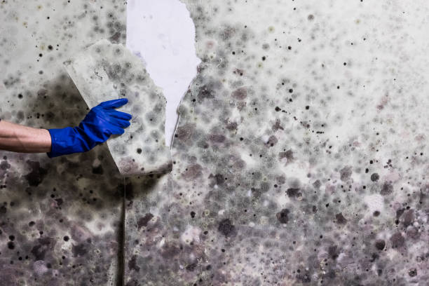 Professional Mold Removal in Biscoe, NC